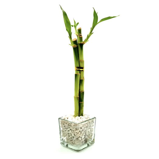 Vasinho de Vidro com Três Bambu da Sorte (Branco)