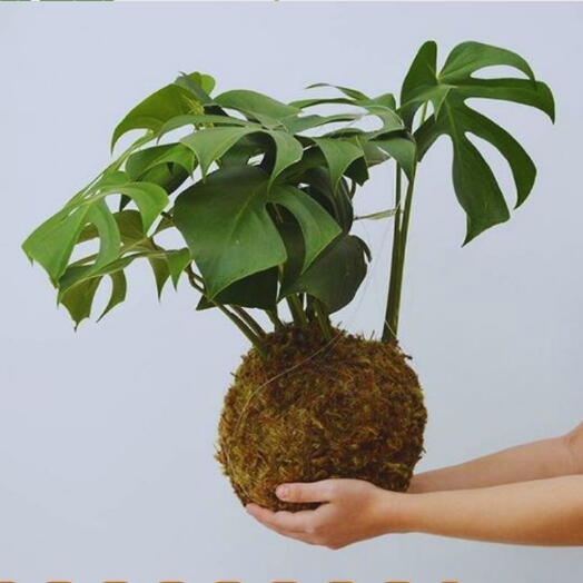 Kokedama de Costela de Adão