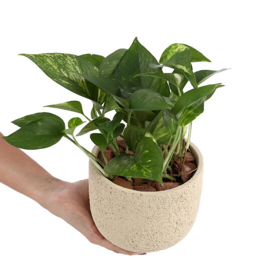 Planta Mini Jiboia no cachepot de areia P