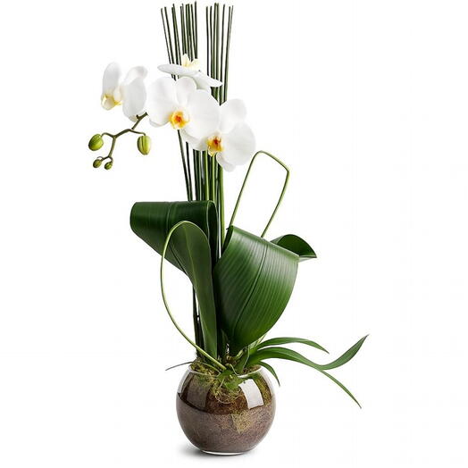 Orquidea Premium