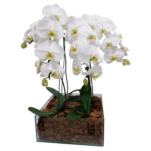 Kit com 4 Orquideas Phalaenopsis