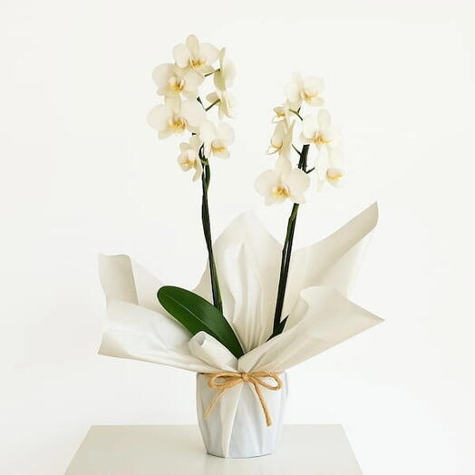 Orquidea Phalaenopsis Branca Duas Hastes para Presente