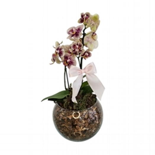 Mini Orquidea Goiaba