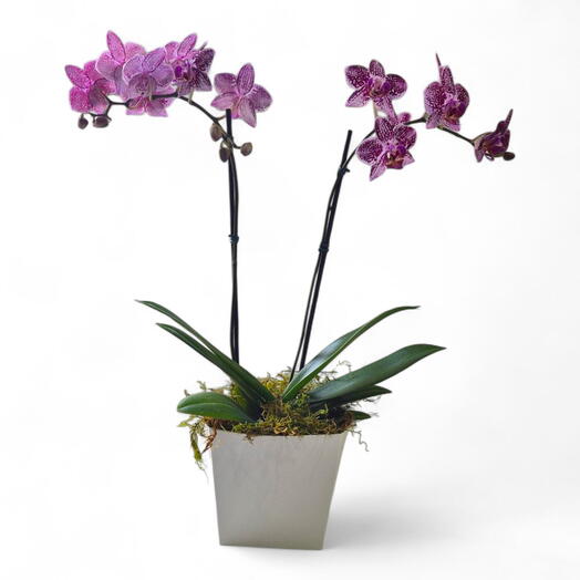 Mini Orquidea Exotica Pinkebran