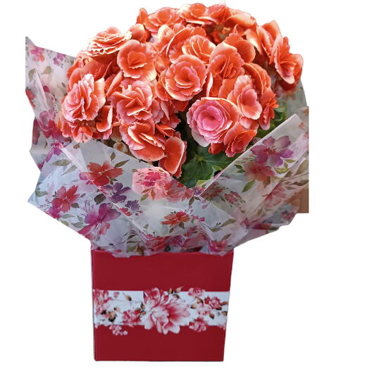 Begonia Flores Cor de Rosa G