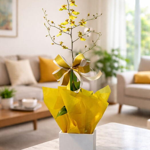 Orquidea Chuva de Ouro