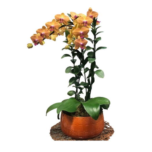 Orquidea phalanoplis com 2 hastes no vaso de cerâmica