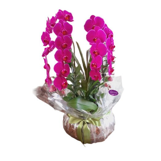 Arranjo com 2 orquideas phalanoplis cascata Pink