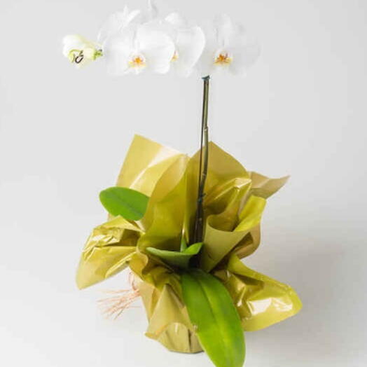 Orquidea phalaenopsis