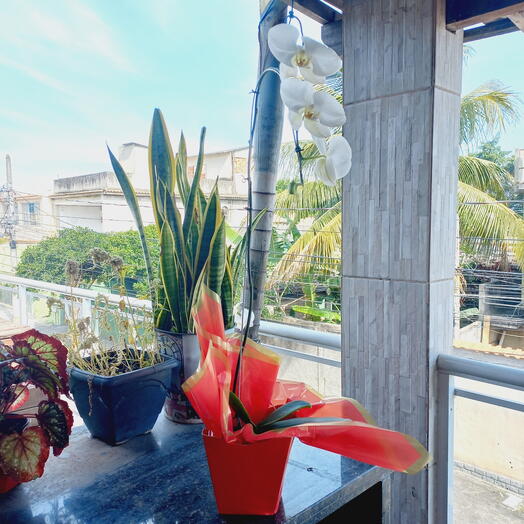 Orquidea Coração Grande