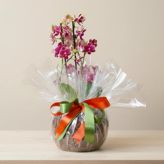 Mini Orquidea Bicolor