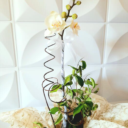 Orquidea phalaenopsis branca