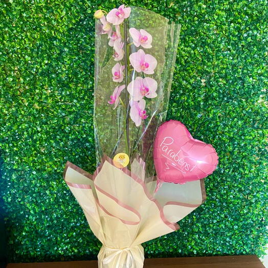 Orquidea Phalaenopsis Parabens