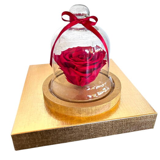 Rosa Preservada Na Cupula Vidro