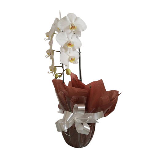 Orquidea Phalaenopsis plantada Branca