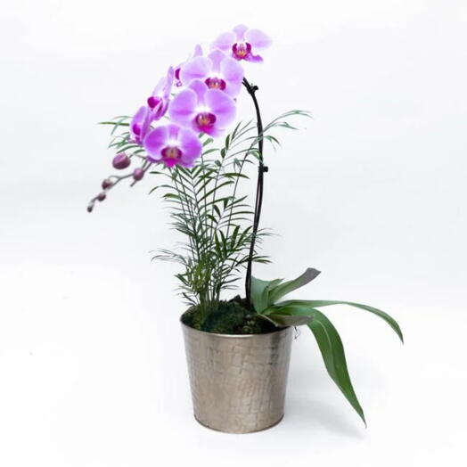 Orquidea Cascata Pink Em Vaso Dourado – Bienvenue