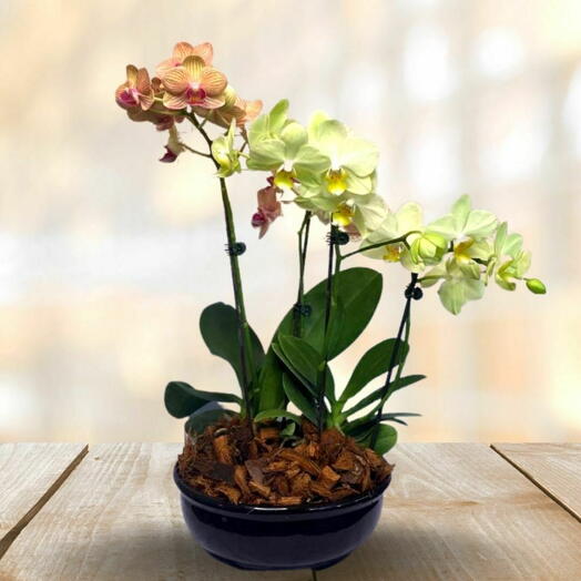 Orquidea phalaenopsis com 4 Astes