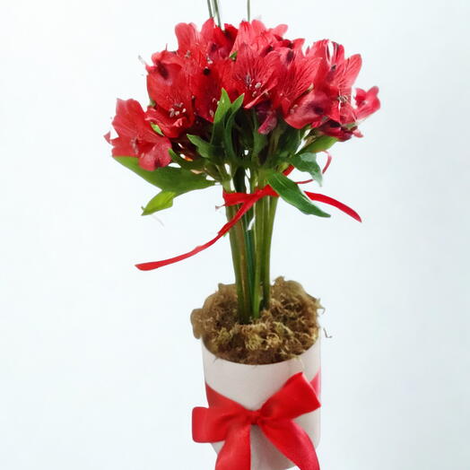 TOPEARIA DE ALSTROEMERIAS