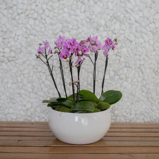 Bacia Orquidea Phale Pink em Vaso Branco