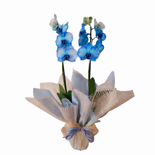 Orquidea phalaenopsis premium azul