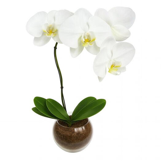 Orquidea Branca