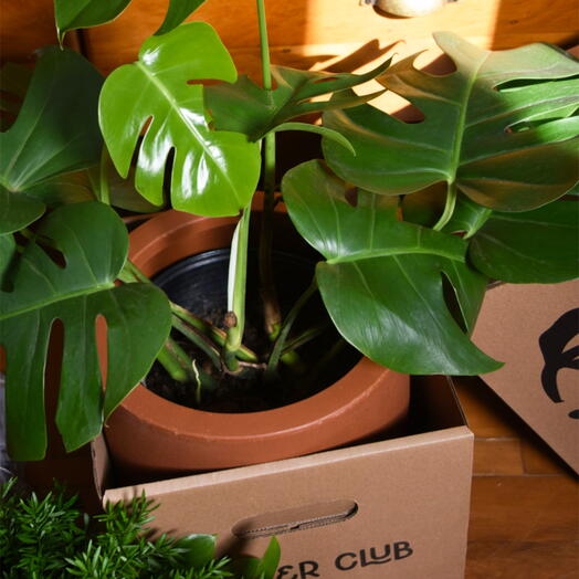 Costela de Adão em Cachepot