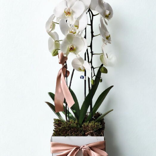 Orquidea - Cachepot Vidro Branco