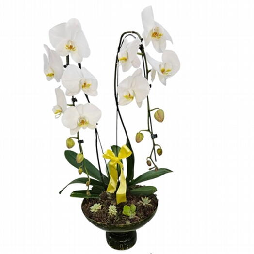 Bacia Orquideas Premium