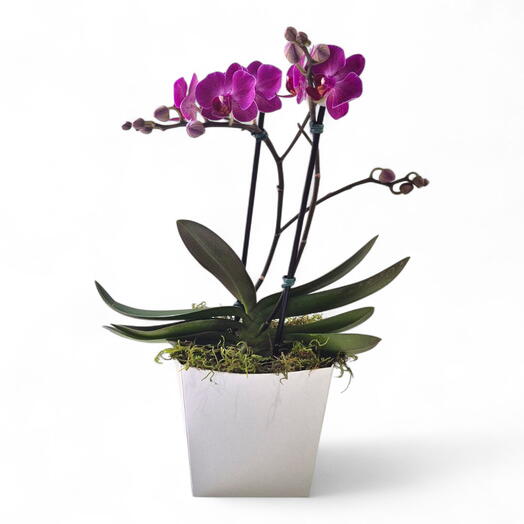 Mini Orquidea Pink