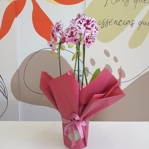 Orquidea com manchas embalada