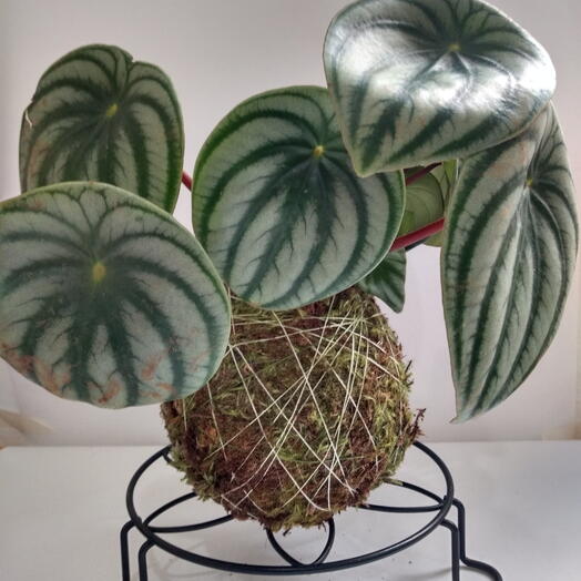 Kokedama de Peperomia melancia