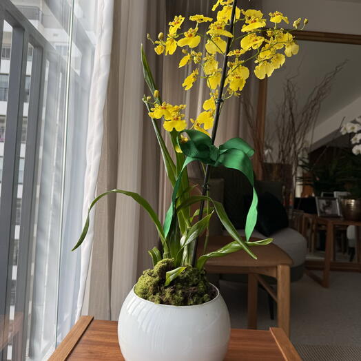 Orquidea Chuva de Ouro