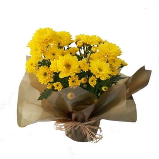 Mini Vaso De Margaridinha Amarela Plantado