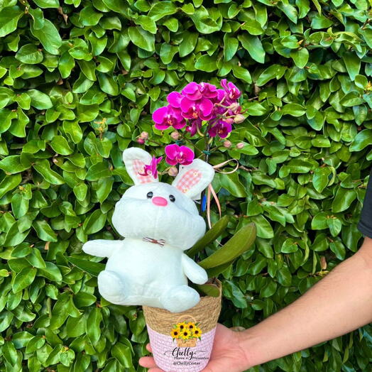 Mini Orquidea Welcome Baby Girl