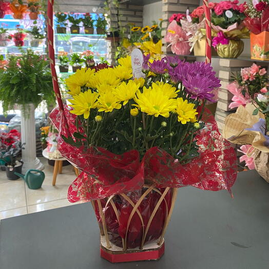 Jardim de crisântemos