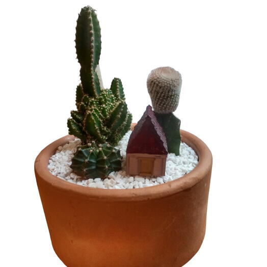 Mini jardim com cactos em vaso de barro