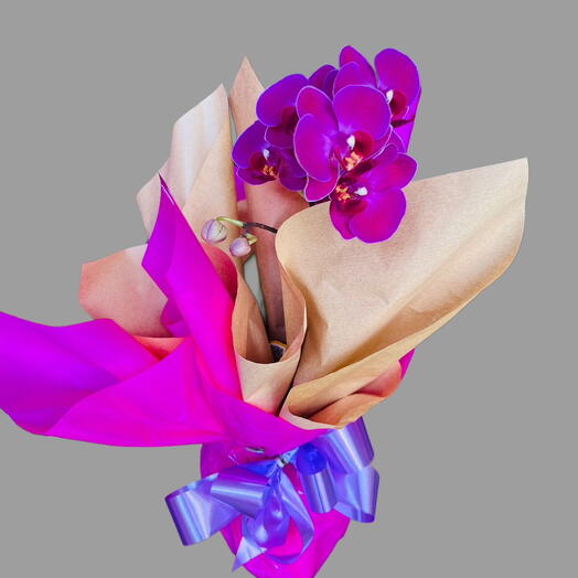 Orquidea Phalaenops