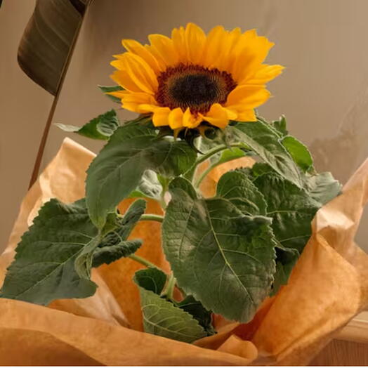 Flores | Girassol natural | Plantado