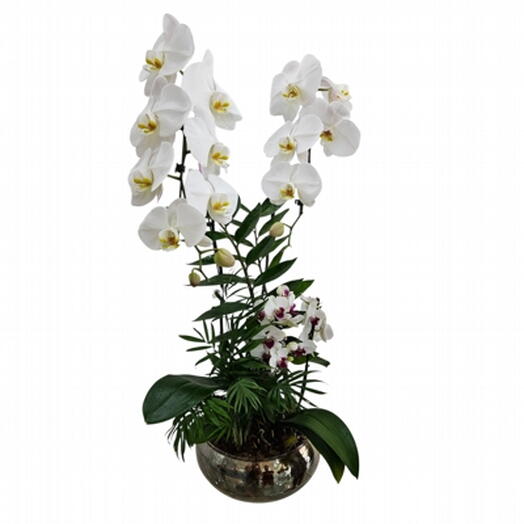 Combo Jardim De Inverno