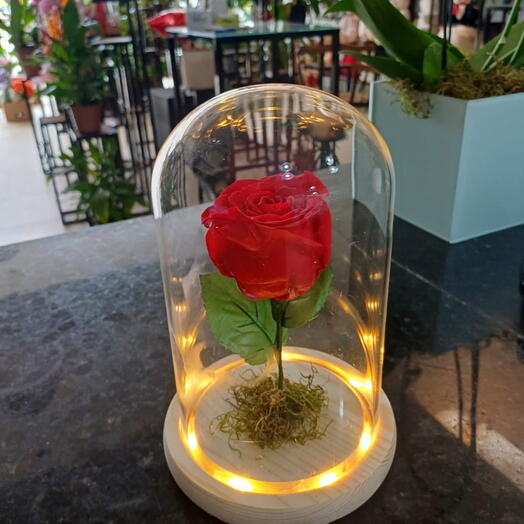 Rosa Encantada- Vermelha - Cupula de Vidro