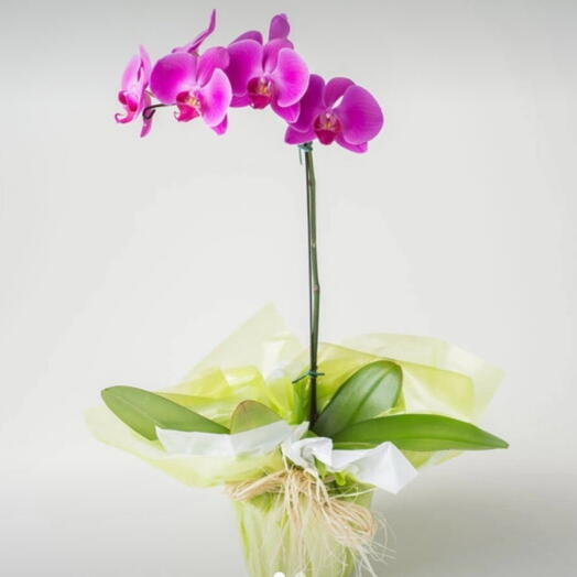 Orquidea phalaenopsis pink