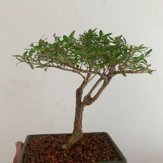 Pre bonsai serissa , vaso cerâmica verde