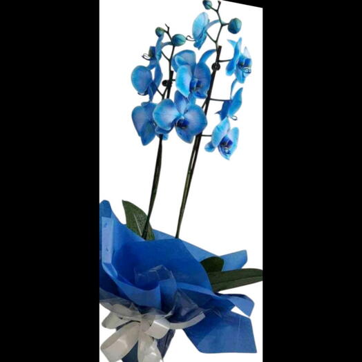 Orquidea Phalaenopsis Azul