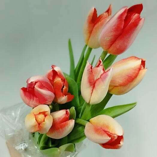 Tulipa importada branca com vermelha