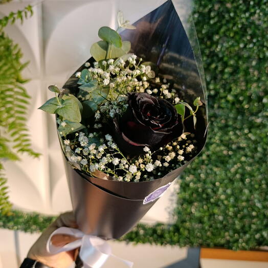 Botão de Rosa Principe Negro