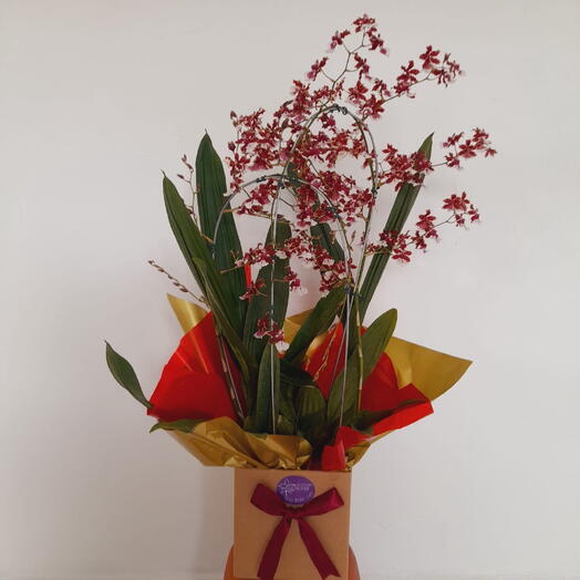 Orquidea chocolate decorado para presente