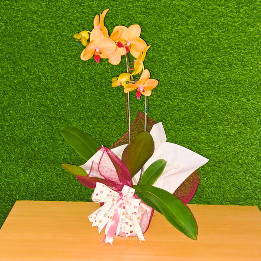 Orquidea Phalaenopsis Amarela Mesclada