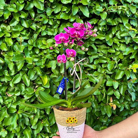 Mini Orquidea no Vaso Cotton