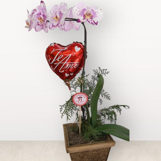 Orquidea com Balão Te Amo com Balao