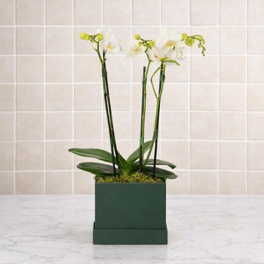 Orquidea Phalaenopsis Branca em Cachepot | La Floricultura